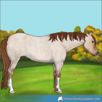 Horse Color:Red Dun Roan 