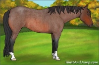 Horse Color:Bay Roan 