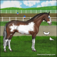 Horse Color:Bay Splash Frame Rabicano 