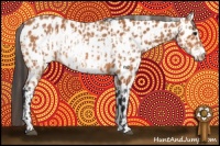 Horse Color:Bay Appaloosa  and Bay Frame Appaloosa 