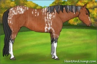 Horse Color:Bay Tobiano  and Bay 