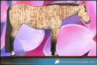 Horse Color:Bay  and Buckskin 