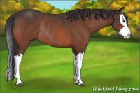 Horse Color:Bay Splash Rabicano 