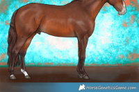 Horse Color:Chocolate Bay Splash Frame Rabicano
