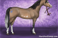 Horse Color:Bay Dun Splash Frame Rabicano