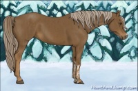 Horse Color:Chocolate Palomino  and Chocolate Palomino 