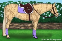 Horse Color:Chestnut  and Palomino 