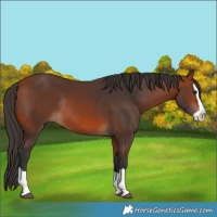 Horse Color:Bay Splash Rabicano