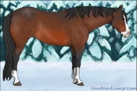 Horse Color:Bay Splash Rabicano 