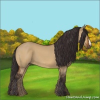 Horse Color:Buckskin Dun