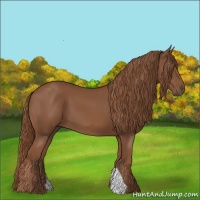 Horse Color:Chestnut  and Chestnut 