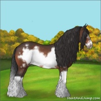 Horse Color:Bay Splash Frame Rabicano 