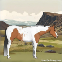 Horse Color:Bay Tobiano 