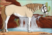 Horse Color:Red Dun Splash