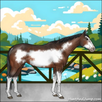 Horse Color:Bay Splash Frame Rabicano 