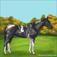 Horse Color:Black Tobiano  and Black Tobiano 