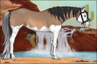Horse Color:Bay Dun Splash 