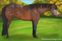 Horse Color:Bay Splash Frame Rabicano 