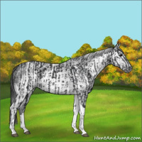 Horse Color:Black Tobiano and Gray Black Tobiano