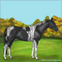 Horse Color:Black Tobiano  and Black Tobiano 
