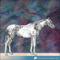 Horse Color:Black Tobiano and Gray Black Tobiano