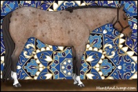 Horse Color:Buckskin Roan 