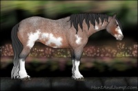 Horse Color:Bay Roan Splash Frame Rabicano 