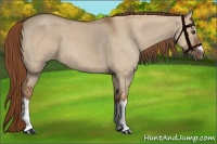 Horse Color:Red Dun Roan Splash Frame Rabicano