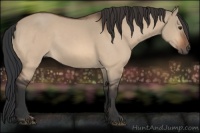 Horse Color:Brown Dun 