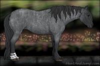 Horse Color:Blue Roan  and Blue Roan 
