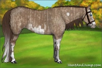 Horse Color:Liver Red Dun Splash  and Liver Red Dun Splash Frame 