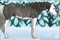 Horse Color:Smoky Black Splash Rabicano 