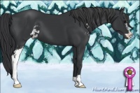 Horse Color:Black Sabino 