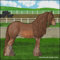 Horse Color:Chestnut and Chestnut