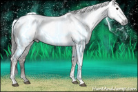 Horse Color:Gray Black Appaloosa  and Gray Amber Champagne 