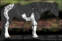 Horse Color:Black Tobiano  and Black Tobiano 