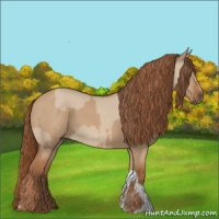 Horse Color:Red Dun  and Red Dun 
