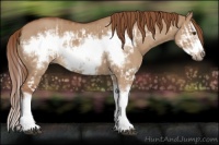 Horse Color:Red Dun Splash Frame  and Red Dun Splash Frame 