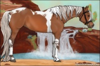 Horse Color:Silver Bay Tobiano