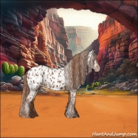 Horse Color:Chestnut Near Leopard  and Chestnut Blanket 