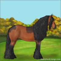 Horse Color:Liver Chestnut  and Bay 