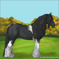Horse Color:Black Tobiano  and Black Tobiano 