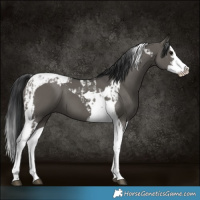 Horse Color:Grullo Splash Tobiano  and Grullo Splash Tobiano 