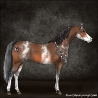 Horse Color:White Spotted Bay 