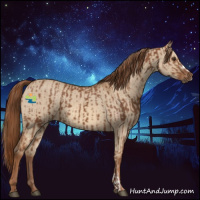 Horse Color:Chestnut  and Red Dun 