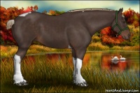 Horse Color:Liver Chestnut Tobiano 