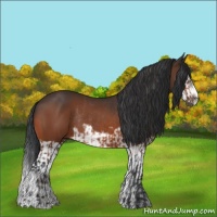 Horse Color:Bay Splash Frame Rabicano  and Bay Splash Frame Rabicano 