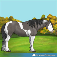 Horse Color:Grullo Splash Tobiano 