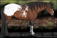 Horse Color:Bay Appaloosa  and Brown Appaloosa 