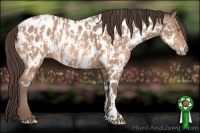 Horse Color:Amber Champagne Appaloosa  and Amber Champagne Appaloosa 